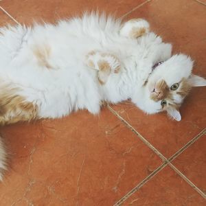 Meet your Posher, Gina